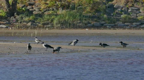 Crowd of crows search food on riverside beach Video stock 68672708