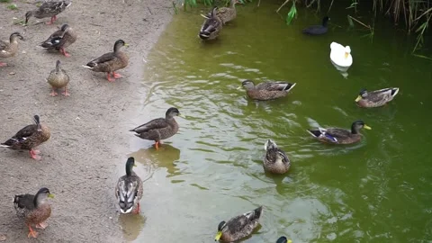 A crowd of ducks that are enjoing the comany of each other at the lake bay. Stock Footage 205607136