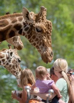 Crowd feeding Giraffe Stock Photos