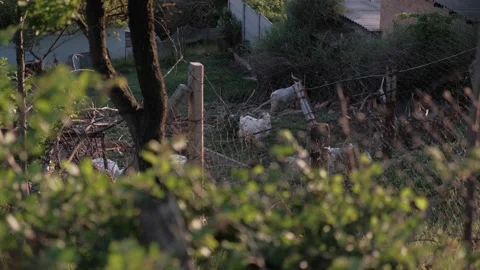 Crowd Goats Inside The Goat Corral.A goat fold is an enclosure for holding anima Stock Footage 167054130