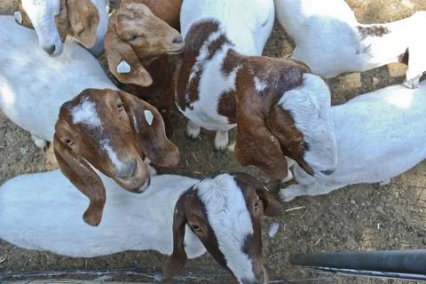 Crowd of Goats Stock Photos