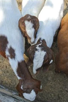 Crowd of Goats Foto stock