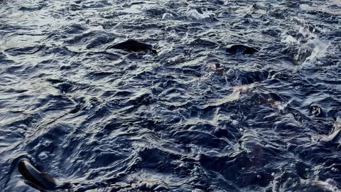 Crowd of hungry black trout fish feeding at farm. group grown big fish in pond Stock Footage 123081706
