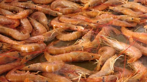 Crowd of King Prawns Cooking in Pan for Traditional Spanish Paella Dish. Stock Footage 118415179
