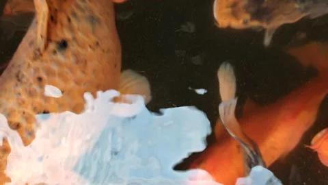 Crowd of koi fish in the pond, 4k footage Stock Footage 238434179