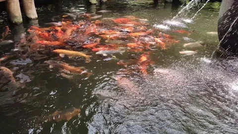 Crowd of koi fish in the pond, 4k footage Stock Footage 238434367