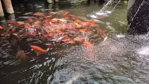 Crowd of koi fish in the pond, 4k footage Stock Footage 238434435