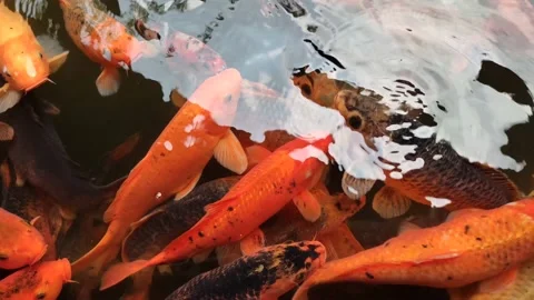 Crowd of koi fish in the pond, 4k footage Stock Footage 238434446