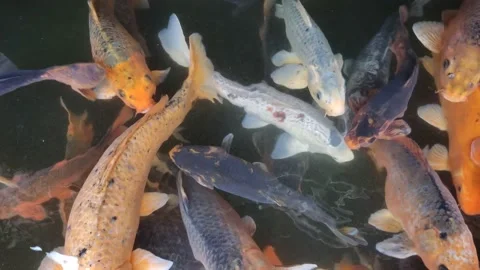 Crowd of koi fish in the pond, 4k footage Stock Footage 238434461