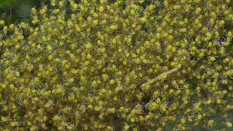 Crowd little spider on cobweb. Video stock 92420114