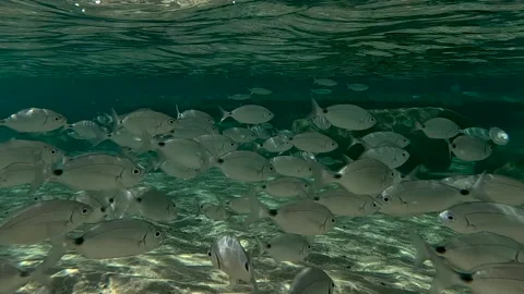 A crowd of Mediterranean fish in the crystal clear waters of Cala Goloritze, Sar Video stock 309523919