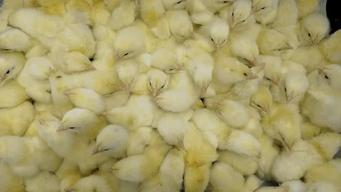 Crowd newborn broiler chicks moving in incubator container at farm Stock-Footage 106223024