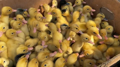 Crowd of newborn ducklings in box, top view Stock Footage 196109554