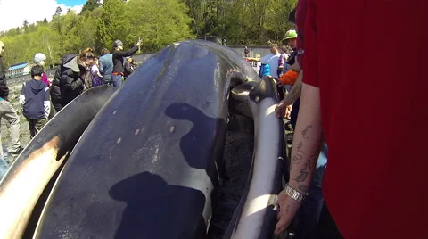 Crowd of people touching stranded whale carcass Stock Footage 62841322