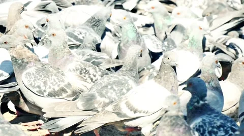 Crowd of pigeon 4k Video stock 42087950