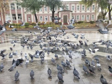 Crowd of pigeon on the walking street pigeons spread diseases. Stock Photos