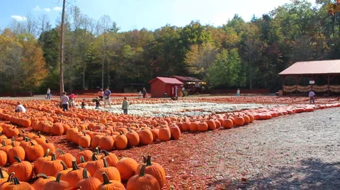 Crowd at Pumpkin Patch Stock Footage 994126