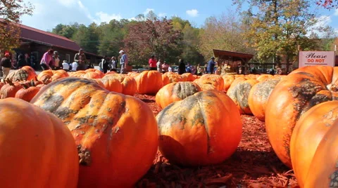 Crowd at Pumpkin Patch Stock Footage 994160