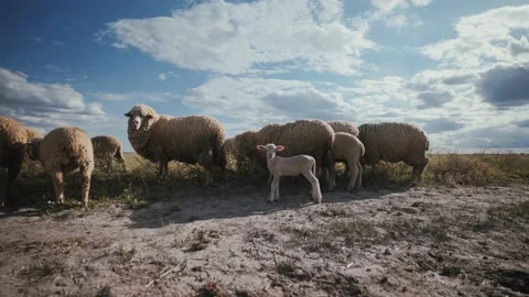 A crowd of rams and lambs in the meadow. A flock of sheep on the pasture. Stock Footage 135871410