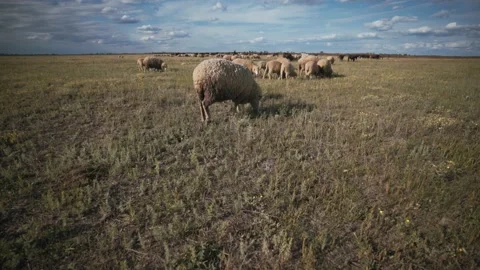 A crowd of rams and lambs in the meadow. A flock of sheep on the pasture. Stock-Footage 135871516