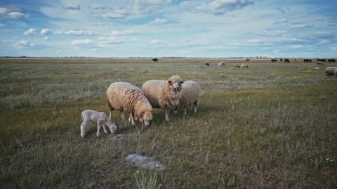 Crowd of rams and lambs in a meadow.  Sheep farm for wool and meat. Stock Footage 141359004