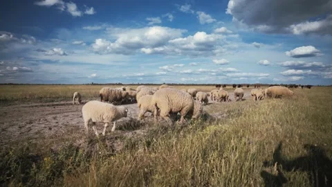 Crowd of rams and lambs in a meadow. Ranch, farm animals. Stock Footage 141359027