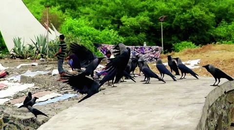 A Crowd of Ravens on White Monument Wall in Mumbai, India (warm look) Stock Footage 59634285