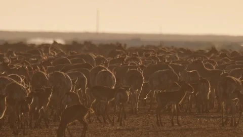 Crowd of saiga grazes in steppe Stock Footage 269063564