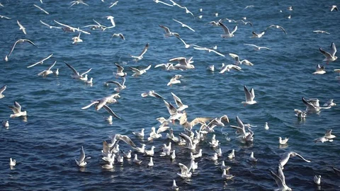 Crowd of seagulls on water Stock Footage 107362887