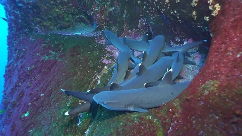 Crowd of sharks in a hole. Group of reef sharks - Roca Partida Video stock 71208706
