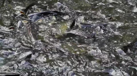 Crowd of snake-head fish around the river Stock Footage 61554709