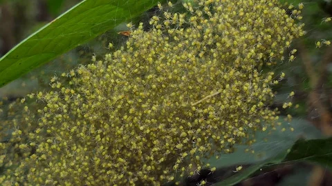 Crowd spider on cobweb. Video stock 92420402