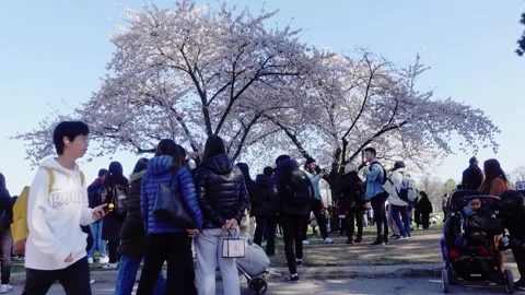 Crowd surronding a cherry tree blooming in spring Stock Footage 273533401