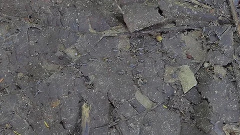 Crowd of termites in tropical rain forest. Vídeos de archivo 92469668