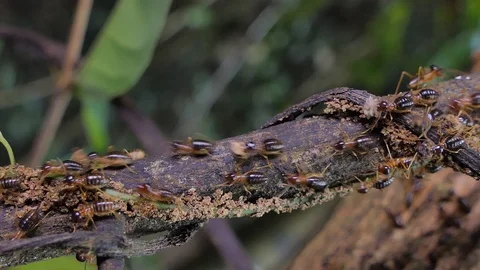 Crowd of termites in tropical rain forest. Stock Footage 115707131