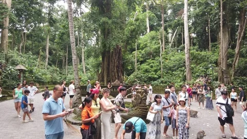Crowd of Tourists and Monkeys at Ancient Banyan Tree Plaza Sacred Monkey Forest Stock Footage 339751622