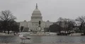 Crowd of Tourists Front of Washington DC Us Congress Building with Seagulls Bird 4k or 4k+ Resolution