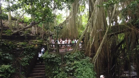 Crowd of Tourists on Jungle Bridge under Hanging Banyan Roots Sacred Monkey Stock Footage 339751580