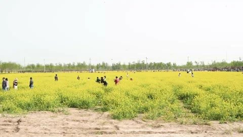 Crowd of tourists in rapeseed field Stock Footage 191023663