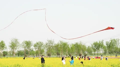 Crowd of tourists in rapeseed field Stock Footage 191024099