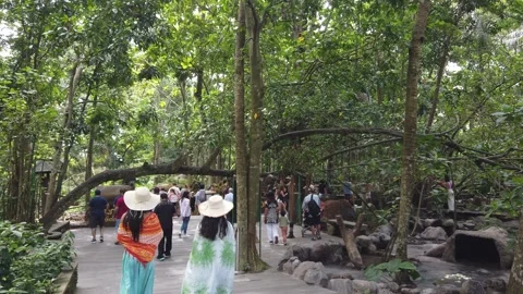 Crowd of Tourists walk at Monkey Forest Sanctuary entrance in Bali Indonesia Stock Footage 339751416