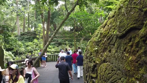Crowd of Tourists Walking Jungle Ancient Stone Sacred Monkey Forest Sanctuary Stock Footage 339751397