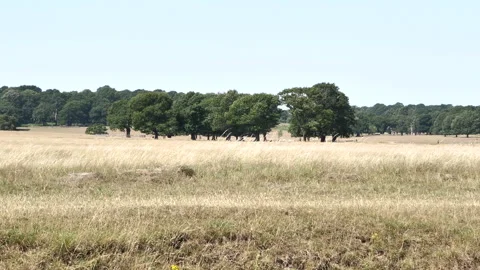 Crowd Of Trees In A Field Surrounded By Forest 库存影片 136699710
