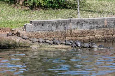 Crowd of turtles on log Stock Photos