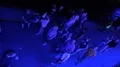 Crowd walking at landing stage maritime event Hamburg Cruise Days and Blue Night 4k or 4k+ Resolution