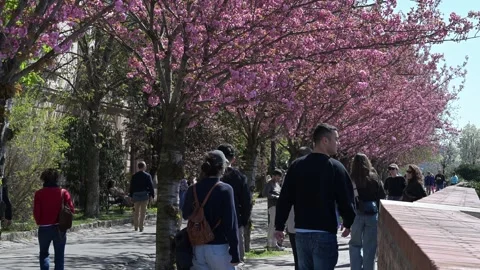 Crowd walking under blooming cherry trees on Budapest promenade Stock Footage 332236680