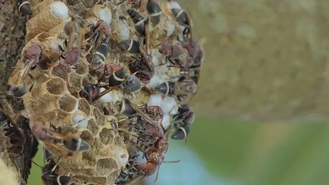Crowd of wasp on tree. Stock Footage 104144312