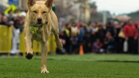 Crowd watching the Kelpie Dash - June 10 2017 Casterton, Victoria, Australia. Stock Footage 87843937
