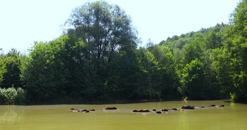 Crowd Of Water Buffalo Cooling Down In The Pond 库存影片 126752084