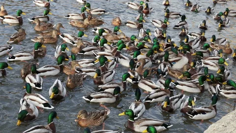 Crowd of wild ducks being fed in the river at day time in spring. Low angle Stock Footage 127587471